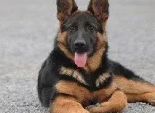 德国牧羊犬|德国牧羊犬重复注射疫苗会有影响吗