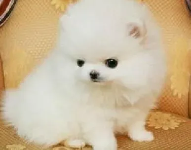 博美犬|容易引起博美犬发生掉毛的原因