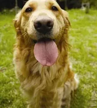 金毛|金毛犬健康的另类表现法——粪便状况