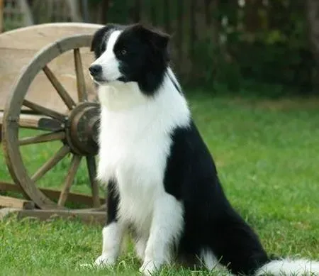 边境牧羊犬|乖乖不动等待指令，边境牧羊犬训练有素