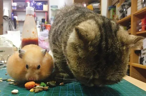 粗心爸爸忘记关上遮风罩 兜风猫肉脸被风吹成麻糬
