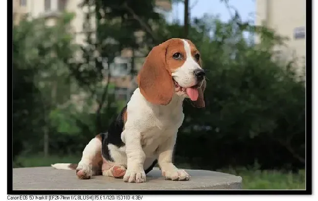 比格犬|如何让比格犬拥有最美丽的毛发