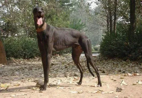 格力犬|格力犬突然呕吐，没食欲是病了吗