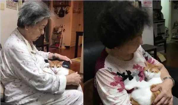祖孙情！爱塞乃猫咪天冷给阿嬷当暖暖包 | 猫