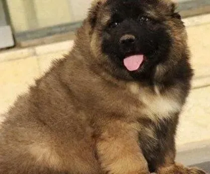 高加索犬|高加索犬耳朵后边有一块皮肤不长毛是怎么回事
