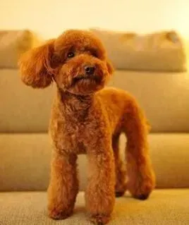 贵宾犬|选择玩具有讲究 如何给贵宾犬挑选合适的玩具