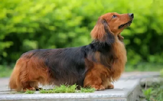 腊肠犬|腊肠犬分娩时出现全身抽搐应该怎样办