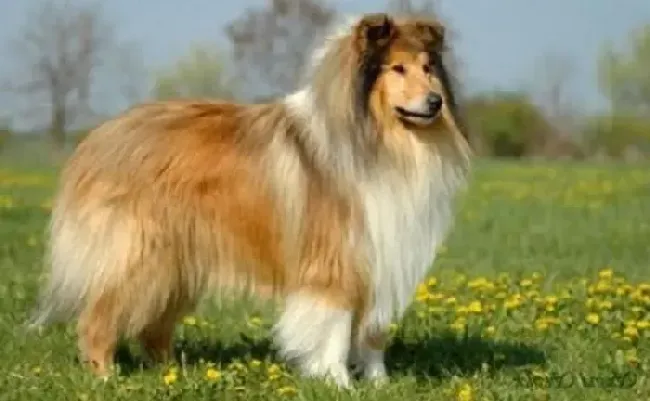 苏格兰牧羊犬|冬季如何轻松的养好苏格兰牧羊犬