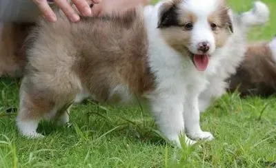 喜乐蒂|怎样给喜乐蒂犬穿上美美的衣服