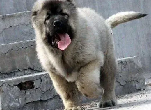 高加索犬|两个月的高加索犬总拉黏糊糊的便便是为什么