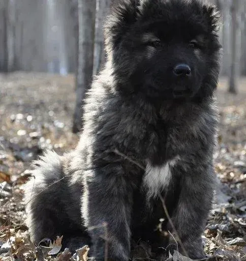 高加索犬|高加索犬总打喷嚏是要感冒了吗