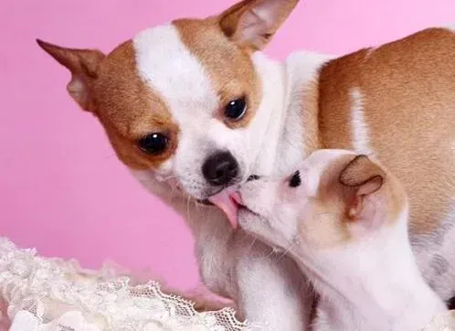 吉娃娃|神奇的狗狗散热方式 原来吉娃娃是这样排汗的