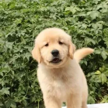 金毛|怎样防止金毛犬出现皮屑过多的现象