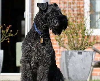 凯利蓝梗的形态特征 该犬平衡能力强 | 凯利蓝梗