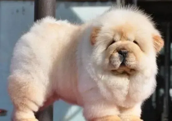松狮犬|松狮犬不可以洗澡如何去体味呢