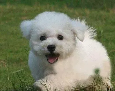 比熊犬|比熊犬饭后吐了这是什么情况 怎么回事