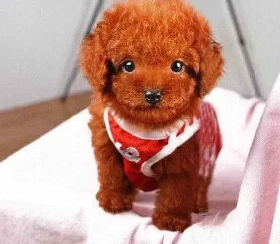 泰迪犬|泰迪犬为什么不能吃鸡鸭一类的骨头