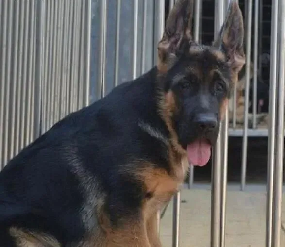 德国牧羊犬|在德国牧羊犬一个月的时候，主人们要如何喂养