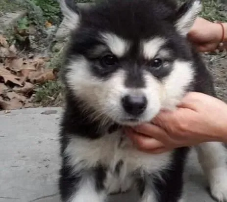 阿拉斯加犬|怎样防止阿拉斯加雪橇犬咬陌生人