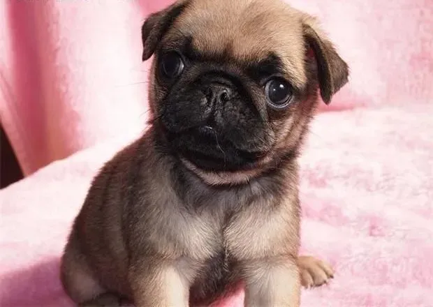 巴哥犬|怎样解决刚买的巴哥犬吃得少这一问题