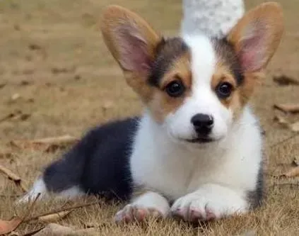 柯基犬|我家柯基犬最近不吃东西，便秘是怎么了