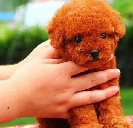 泰迪犬|让泰迪犬爱上吃狗粮的小方法分享
