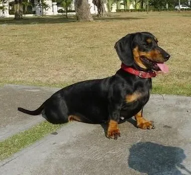 腊肠犬|主人坚决不能让腊肠犬养成挑食的习惯