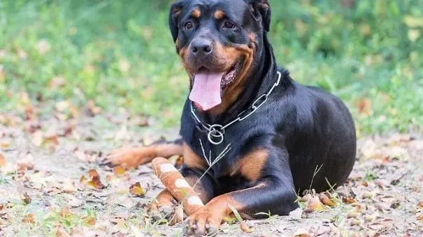 罗威纳犬|如何给罗威纳犬选择合适的笼子