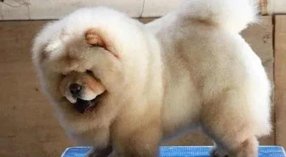松狮犬|松狮犬咳嗽的原因究竟包括哪些方面