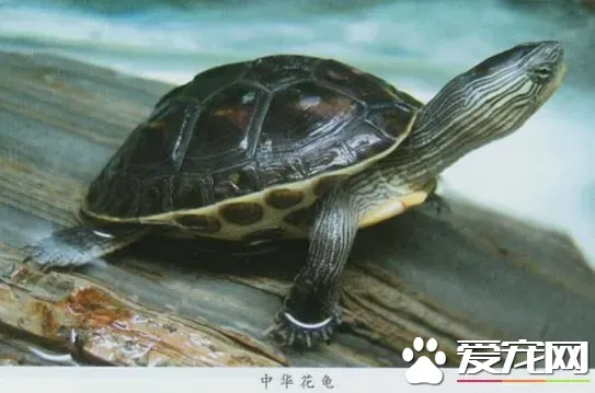 中华花龟常见病 中华花龟容易腐甲腐皮 | 中华花龟