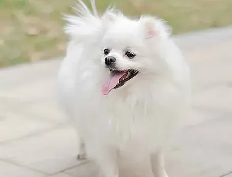 博美狗咬人吗 训练博美犬不咬人的方法 | 博美