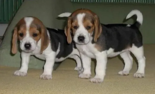 比格犬|该怎样为比格犬补钙需要注意哪些问题