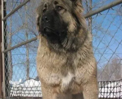 高加索犬|高加索犬消耗体力才能有个好胃口