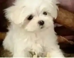 马尔济斯|预防马尔济斯犬夏天中暑有哪些小窍门