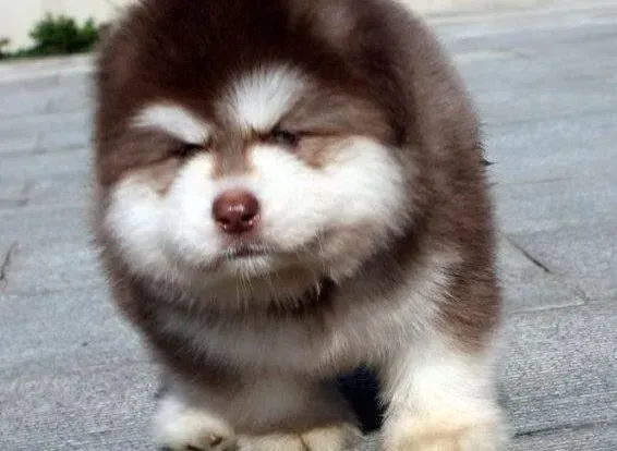 阿拉斯加犬|请专家帮帮忙阿拉斯加犬不吃狗粮还拉稀怎么办