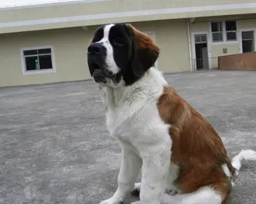 圣伯纳吃什么好 该犬的食量特别大 | 圣伯纳