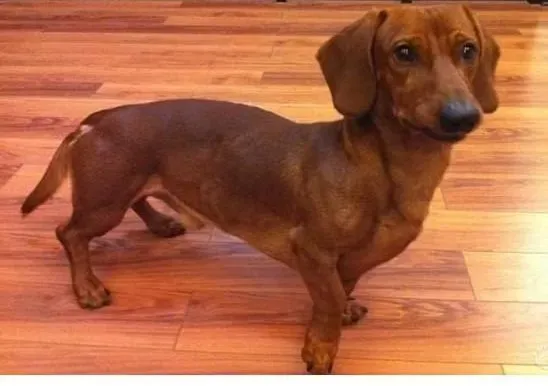 腊肠犬|为什么一定要让腊肠犬接受锻炼