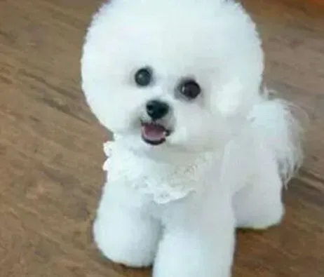 比熊犬|比熊犬脖子出脓了，用什么药可以效果好点