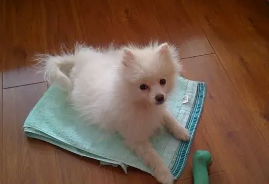 银狐犬吃什么最好 银狐犬食物的选择 | 银狐犬