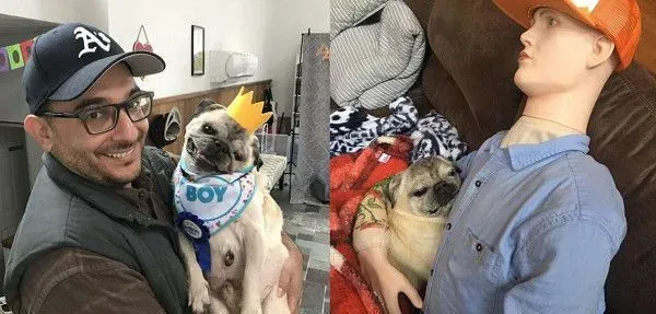 焦虑症巴哥犬超黏爸拔 假把拔的到来安抚它 | 狗