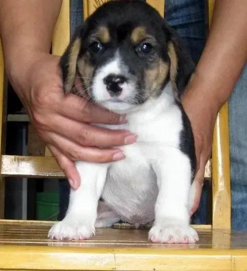 比格犬|比格犬出生几个月才可以洗澡