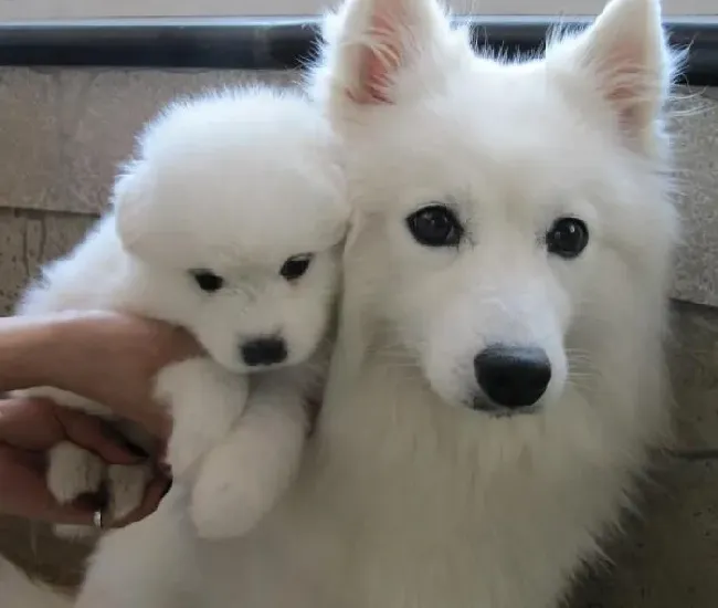 银狐犬|怎样了解银狐犬的喜怒哀乐