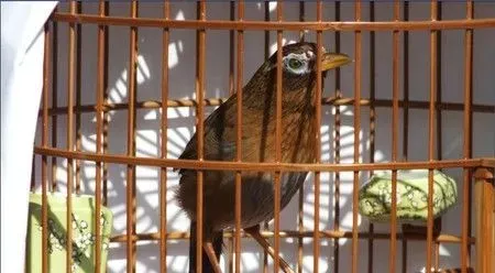 怎么让生头画眉尽快适应 坚持天天清晨遛鸟 | 