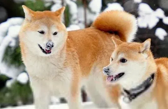 秋田犬|健康好饮食 了解秋田犬不吃饭的原因及治疗方法