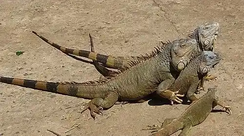 绿鬣蜥的颜色 幼年绿鬣蜥的身体一般呈绿色 | 绿鬣蜥