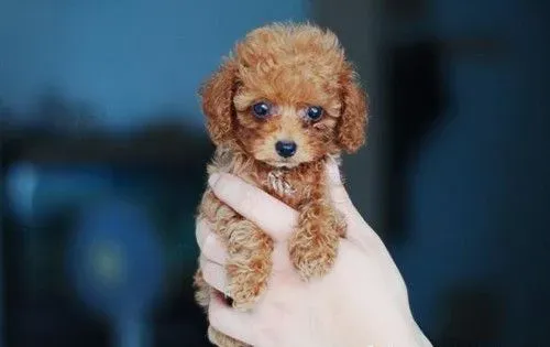 茶杯泰迪犬一般最高长到多少 肩高不超过8英寸 | 茶杯泰迪犬