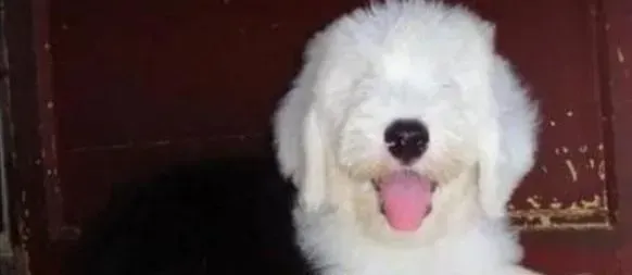 古代牧羊犬|狗狗美容的智慧 古代牧羊犬美容需要哪些步骤