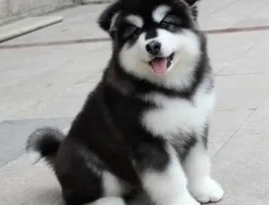 阿拉斯加犬|如何为阿拉斯加幼犬断奶 需要注意哪些问题