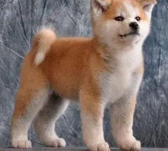 秋田犬|秋田犬的耳朵上药后有点油应怎么处理好