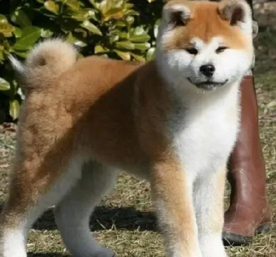 秋田犬|给秋田犬提供蛋白质要注意它的消化性